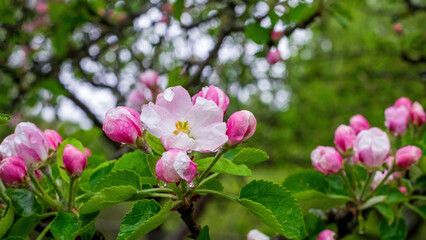 Fototapeta na wymiar Delicate apple blossom flowers with raindrops. Close-up