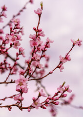 Pfirsichbaum 2