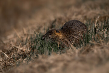 beaver rat sitting on the side of the road in the Camargue