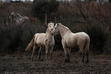 Naklejka na ściany i meble Camargue white horses living semi wild in France