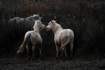 Camargue white horses living semi wild in France