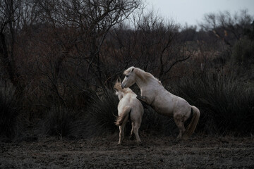 Obraz premium Camargue white horses living semi wild in France