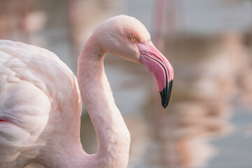 Beautiful pink flamingo in the Camargue in France  © PIC by Femke