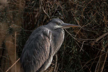 heron sitting close-up