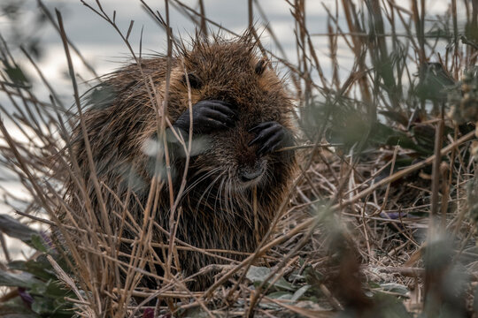 Beaver rat in the Camargue really cute washing itself with his or her cute little hands