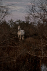 Fototapeta na wymiar White Camargue horses living semi wild in beautiful nature 