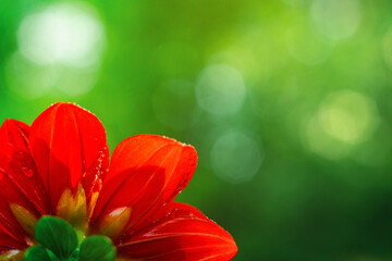 Petals of a red flower on a green summer background.Sale of flowers. Summer background for the text.A beautiful red flower.