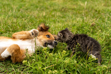 Puppy and kitten playfully look at each other while lying on green grass