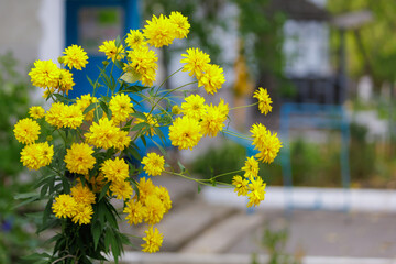 Golden ball in the city flowerbed. Flowers in an urban environment. Background, selective focus