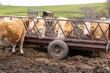 Obraz premium cows eating hay supplied by the dairyman farmer