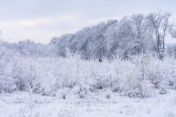 Trees in the snow. Winter background, selective focus