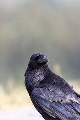Raven Portrait