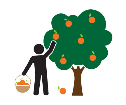 Person picking oranges from a tree vector icon isolated