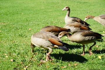Duck 25