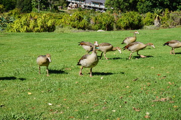 Fototapeta premium Duck 23