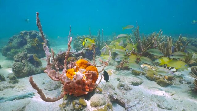 Colorful marine life underwater in the Caribbean sea with tropical fish, coral and sea sponge, Central America, 59.94fps