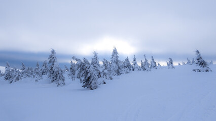 Fototapeta premium Snowy country near Labska bouda, Krkonose mountains, Czech republic