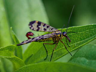 Fototapeta premium Fliege auf dem Blatt