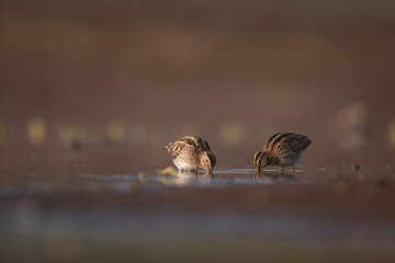 Flock of common snipe feeding 