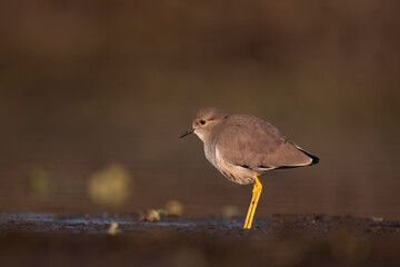 White tailed Lapwing  