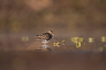 Common Snipe (Gallinago gallinago)