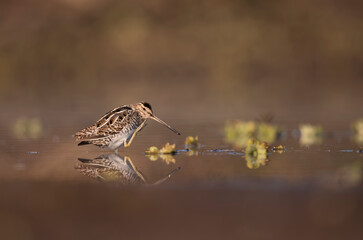 Common Snipe (Gallinago gallinago)