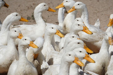 Obraz premium Duck 12