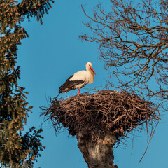 Storks are sitting in a newly made nest. Strasbourg. France.