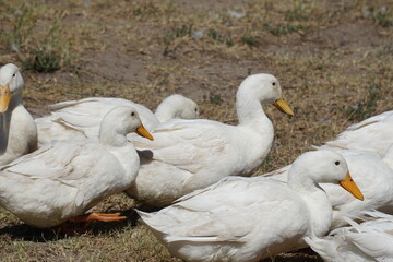 Duck 8 