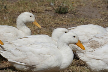 Duck 7