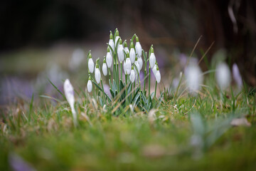 a group of white snowdrops on a green meadow in winter.