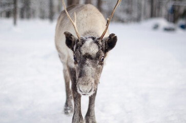 Cute reindeer in a snowy forest. deer migration