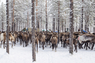 A herd of deer in the forest. Lots of reindeer