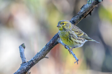 European Serin (Serinus serinus) perched on a tree branch