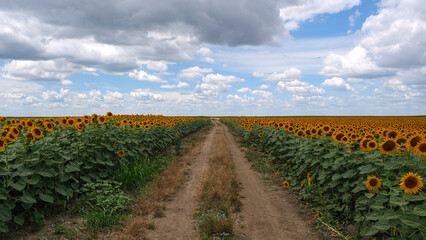 The Dirt Road Leads Through A Sunflower Field