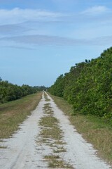 Fototapeta na wymiar Unpaved limestone road through Florida wetlands with distant jogger