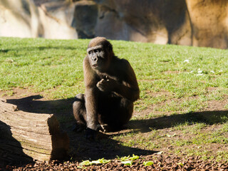 Portrait of a chimpanzee (Pan troglodytes), looking to the side, sitting on the grass on a sunny day.