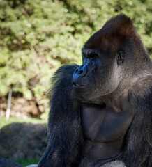 Adult gorilla sitting looking to the side. Copy space.