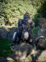 Portrait of a Gorilla looking at the camera (Gorilla beringei), sitting placidly on a rock taking a break in the shade.