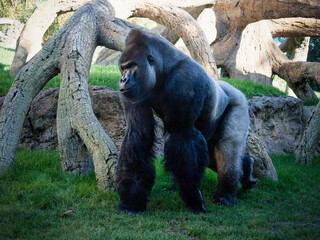 Fototapeta na wymiar Adult gray-lommed-lommed Gorilla moving through a natural park. (Gorilla beringei)