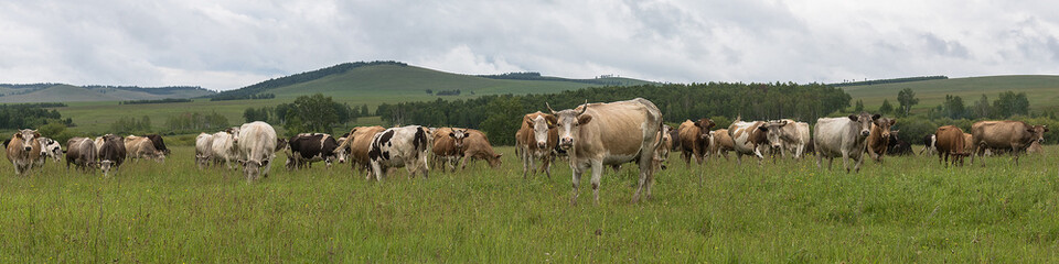 Naklejka na ściany i meble Cows graze on a grassy field in the summer in a mountainous area. The concept of keeping cows in rural areas. Herd of cows.Panoramic shooting, banner for your advertising