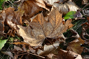 autumn leaves in the snow
