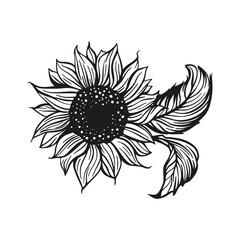 Sunflower drawing vector decoration with leaves. Line contour design flower silhouette graphic