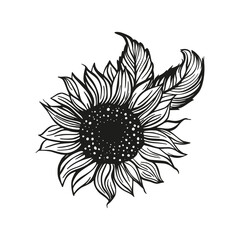 Sunflower drawing vector decoration with leaves. Line contour design flower silhouette graphic