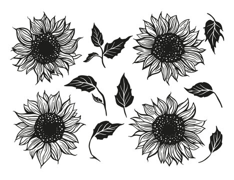 Sunflower drawing vector set decoration with leaves. Line contour design flower silhouette collection