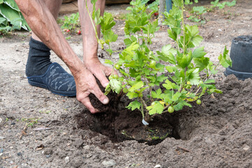 A man planted a gooseberries in his garden,spring seasonal work,gardener working