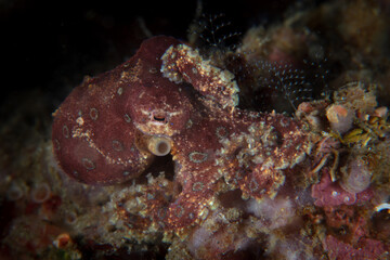 A Blue-ringed octopus, Hapalochlaena sp., blends in with the seafloor in Lembeh Strait, Indonesia. This small cephalopod is one of the world's most venomous marine creatures.