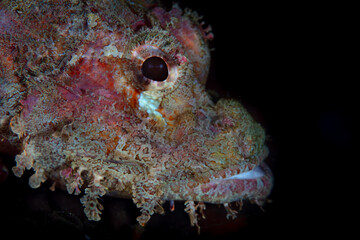 A Tasseled scorpionfish, Scorpaenopsis oxycephala, waits on the seafloor to ambush prey in Lembeh...