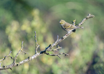 European Serin (Serinus serinus) female bird perched on withered tree branch