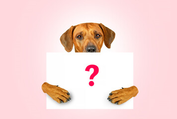 Rhodesian ridgeback dog holding in paws white sign with question mark on pink background Mockup...
